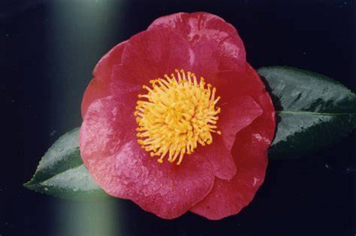 1994 Registrations NZ Camellia Society