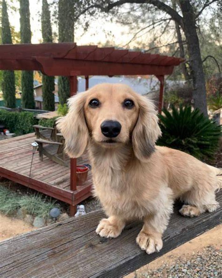 47+ Long Coat Dachshund Image Bleumoonproductions