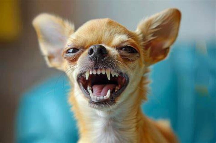 79+ Chihuahua Smiling With Teeth Meme l2sanpiero