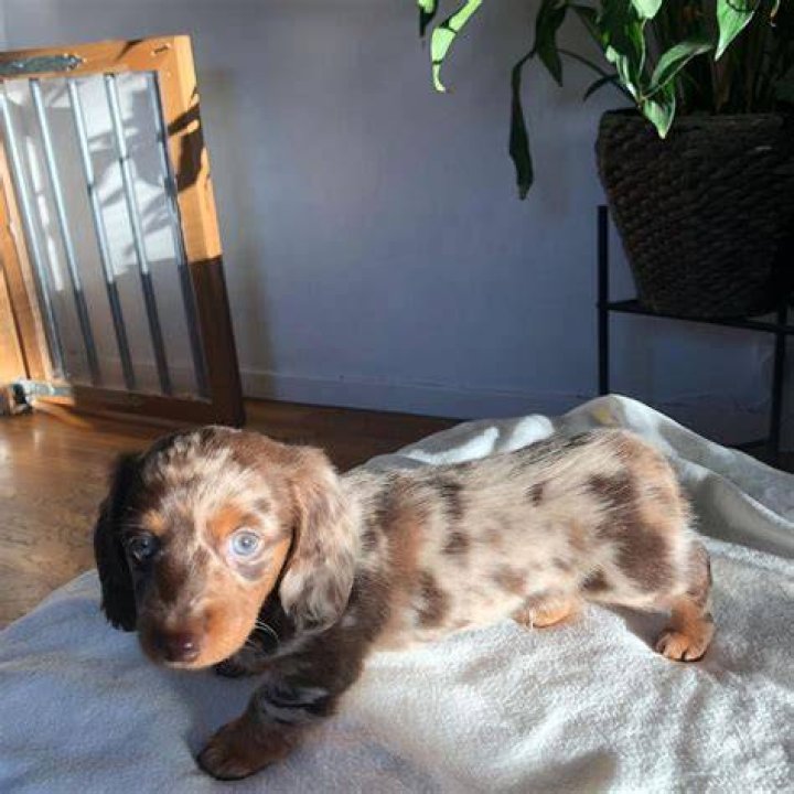 Blue Merle Dachshund For Sale PETSIDI
