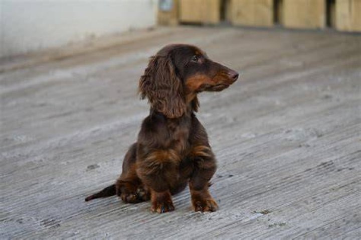 Chocolate LongHaired Miniature Dachshund (5 months old) r/Dachshund
