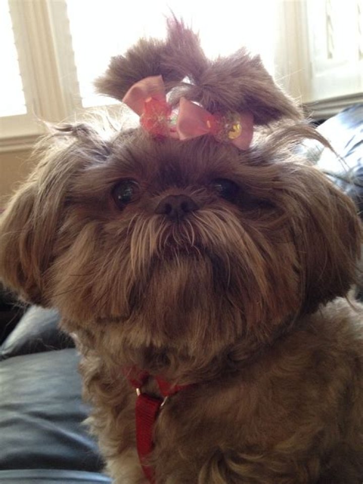 Chocolate shih tzu. CoCo Channel age 4. Shih tzu, Shih tzu puppy
