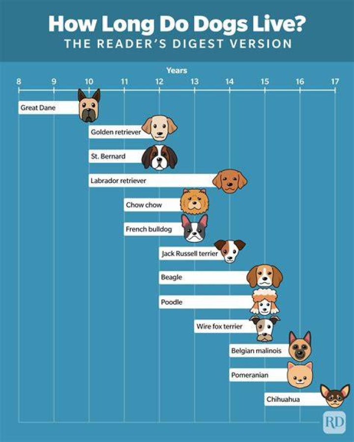How Long Do Dogs Live The Average Lifespan of Popular Dog Breeds / Now