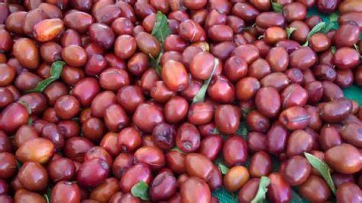 Ju Ju Beans Hayward Farmers Market YouTube