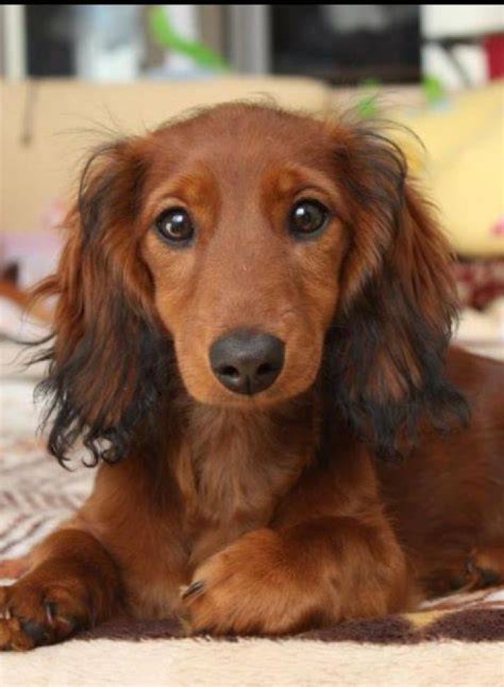 Long Haired Weenie Dog longhaired doxie dachshunds, doxies, wiener
