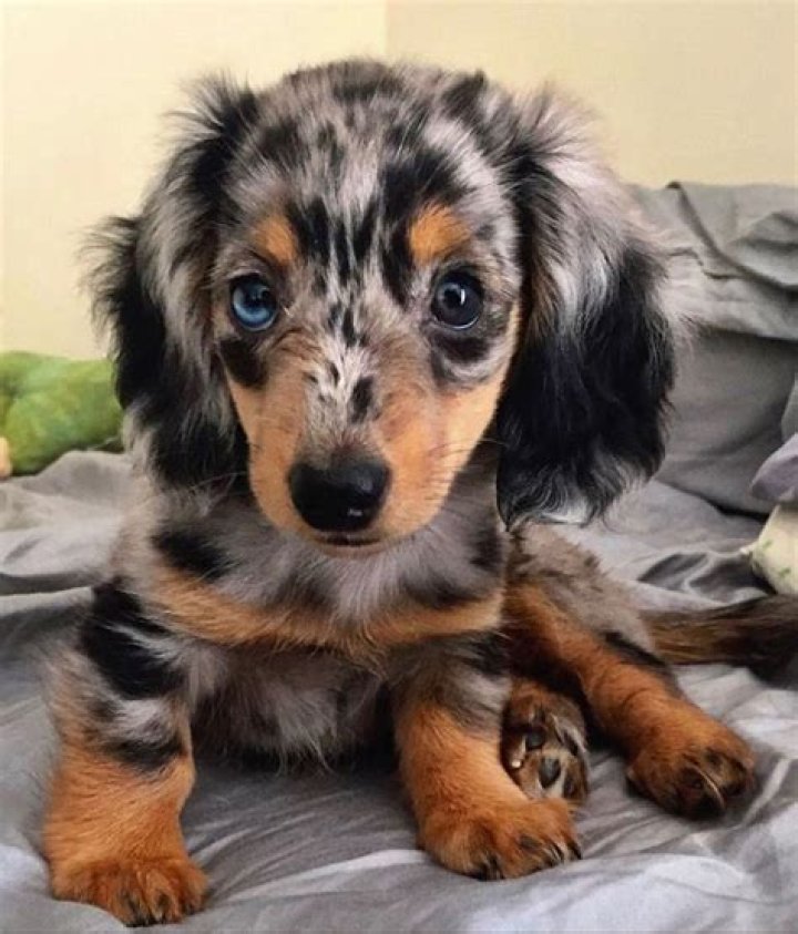 Longhaired Dapple Dachshund puppy Photograph by Warren Photographic