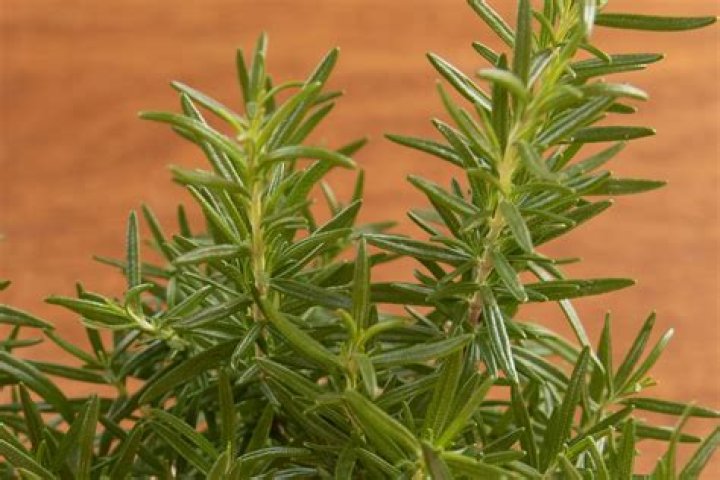 Rosemary's Gluten Free Follow Me