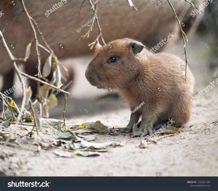Sad capybara baby by LilyanLily on DeviantArt