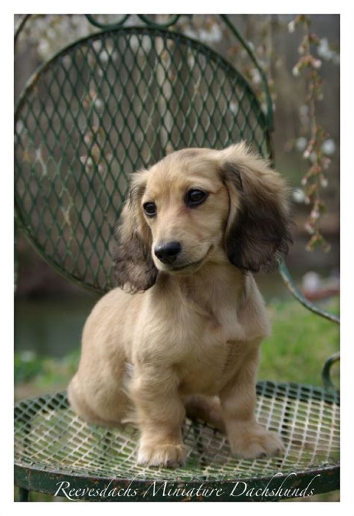 Shaded English Cream Long Haired Dachshund If and when I am ever