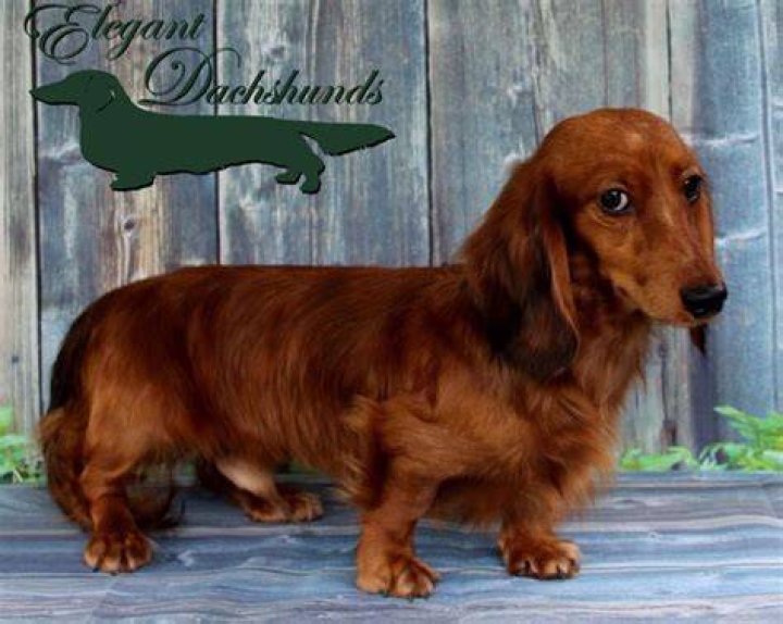 Shaded red hidden dapple longhair dachshund Elegant Dachshunds