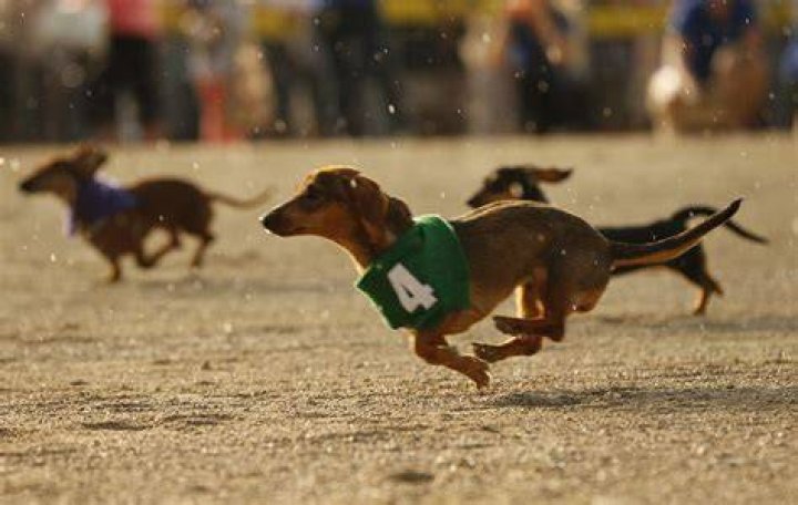 Wiener Dog Races Lexington Humane Society