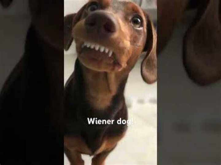 Wiener Dog Song! YouTube